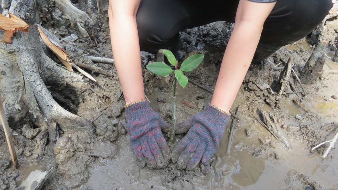 2,000 trees planted - and growing